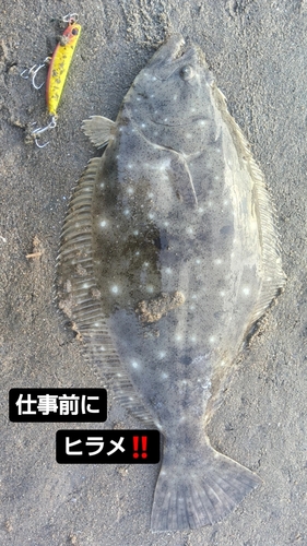 ヒラメの釣果