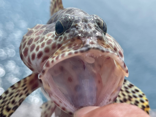 カンモンハタの釣果