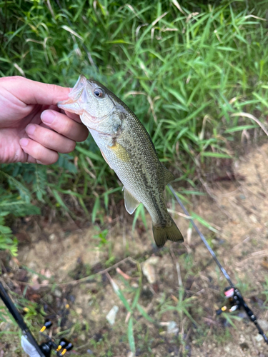 ラージマウスバスの釣果