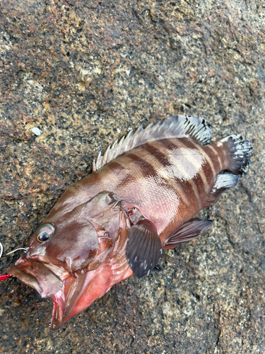 ヤミハタの釣果