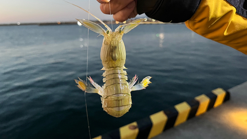 シャコの釣果