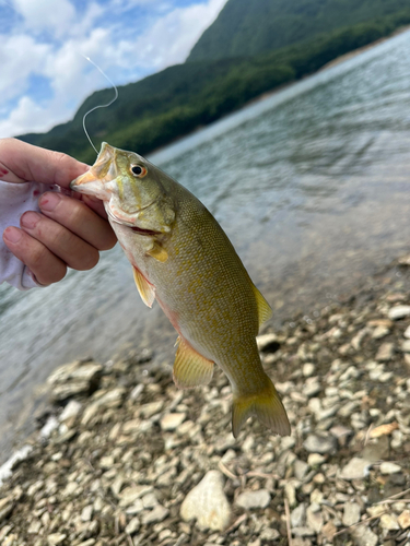 釣果