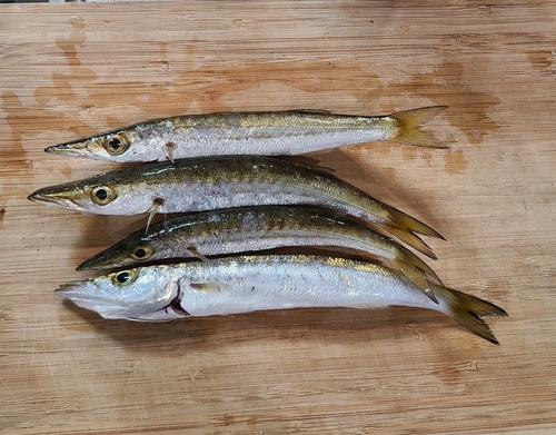 カマスの釣果