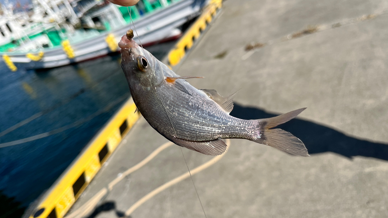 ウミタナゴ