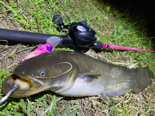 ナマズの釣果