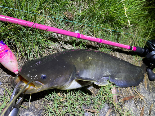 ナマズの釣果