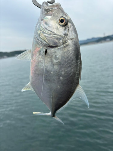 メッキの釣果