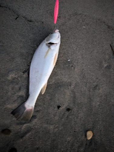 ニベの釣果