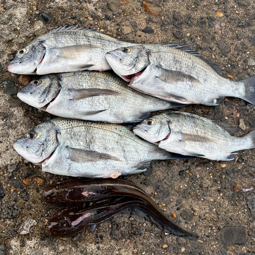 クロダイの釣果