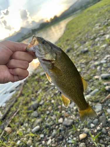 スモールマウスバスの釣果