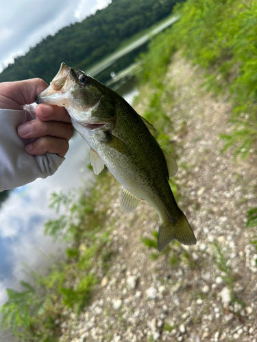 釣果