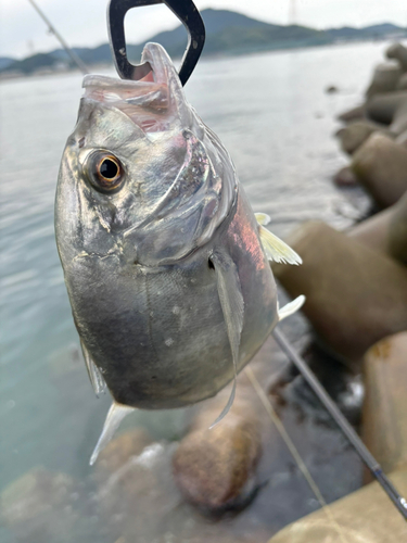 メッキの釣果