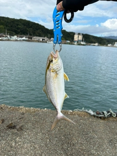 ショゴの釣果