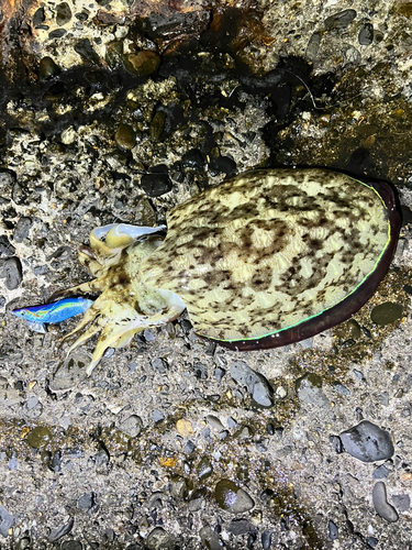 モンゴウイカの釣果