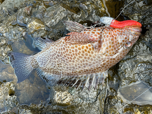 オオモンハタの釣果