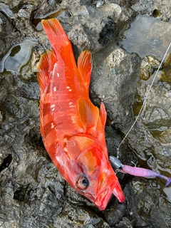 アカハタの釣果