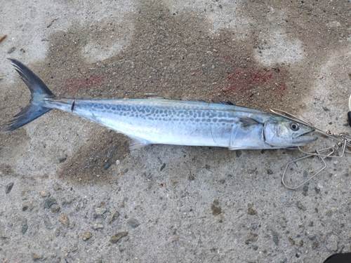 サゴシの釣果