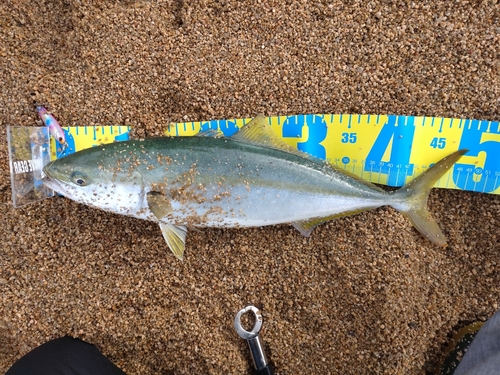 ヤズの釣果