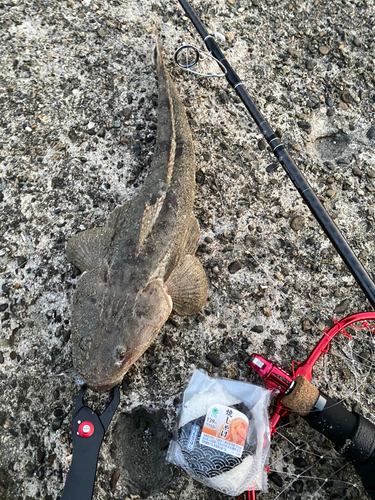 マゴチの釣果