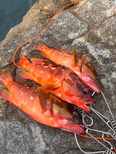 アカハタの釣果