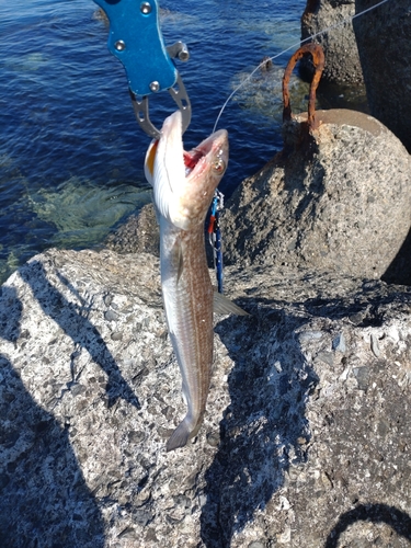 エソの釣果