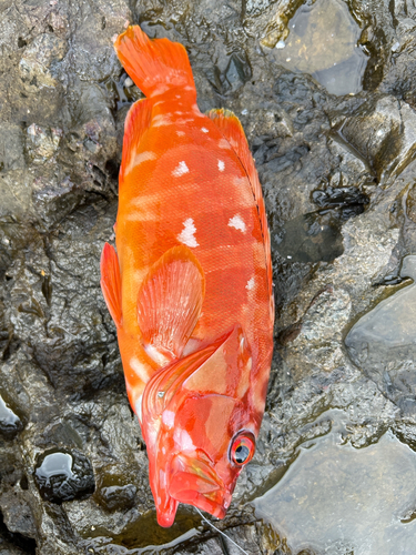 アカハタの釣果