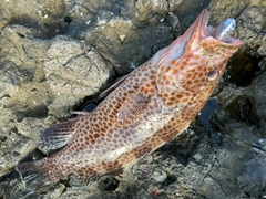 オオモンハタの釣果