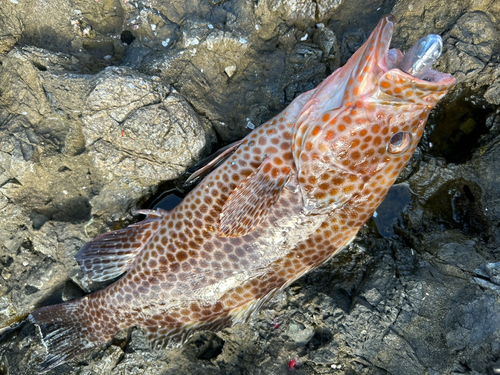 オオモンハタの釣果