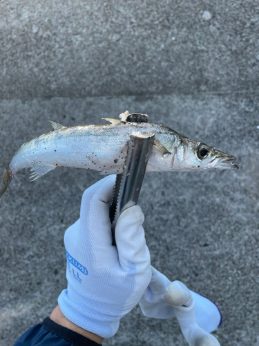 カマスの釣果