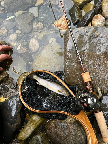 イワナの釣果