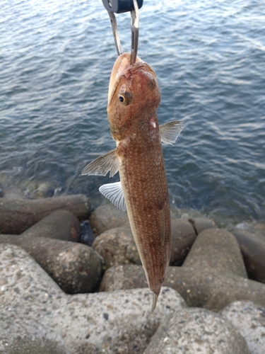 エソの釣果