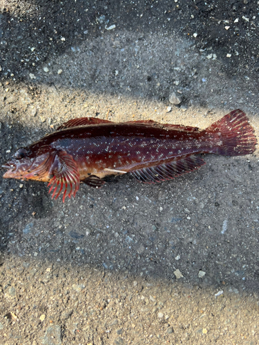 クジメの釣果