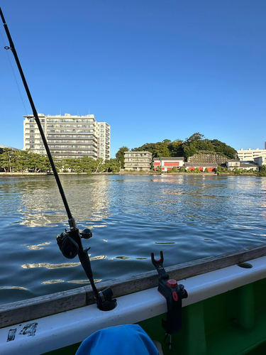 マアジの釣果