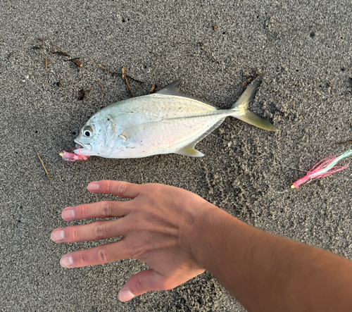 メッキの釣果