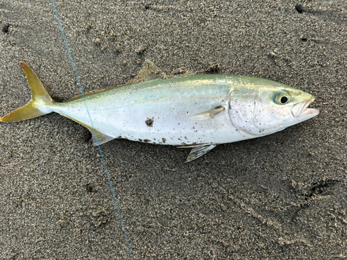 ワカシの釣果