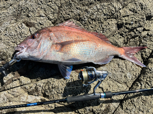 タイの釣果