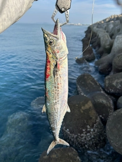 ヤズの釣果