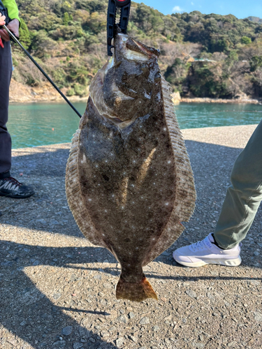 ヒラメの釣果