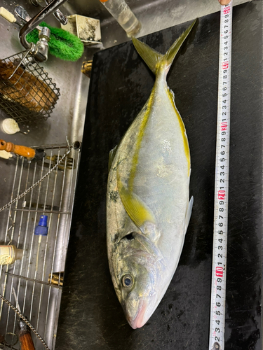 シマアジの釣果