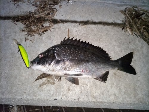 チヌの釣果