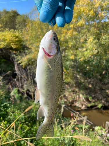 ニジマスの釣果