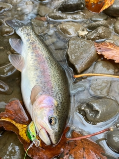 ニジマスの釣果