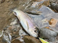 ニジマスの釣果