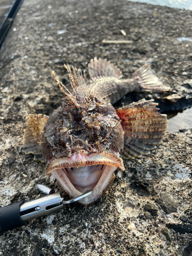 カジカの釣果