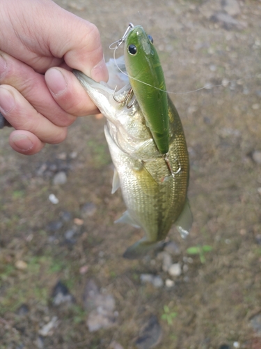 釣果