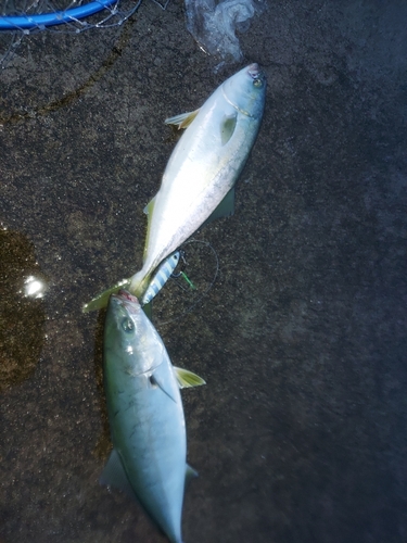 イナダの釣果