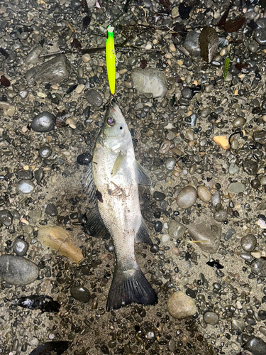 セイゴ（ヒラスズキ）の釣果