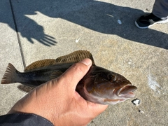 アイナメの釣果