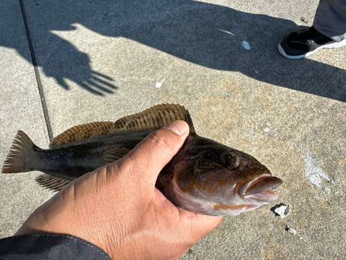 アイナメの釣果