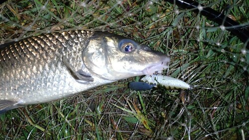 ニゴイの釣果